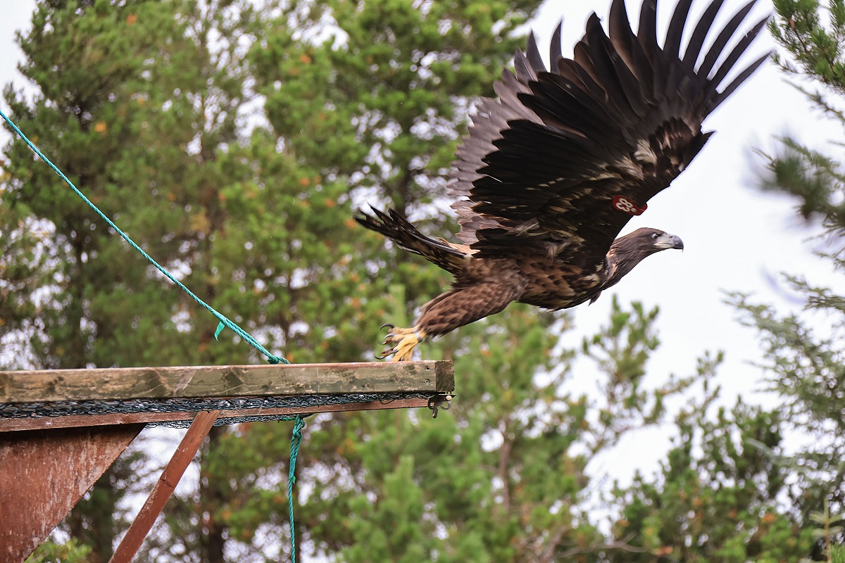 White Tailed Eagle Taking off