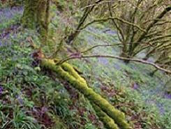 Picture of woodland scene with bluebells