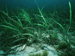 Clew Bay Zostera Bed