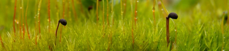 Rare bryophytes