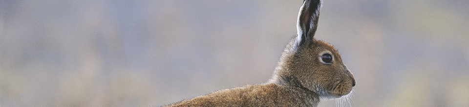 Irish Hare