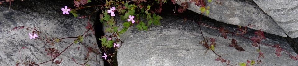 Limestone pavement