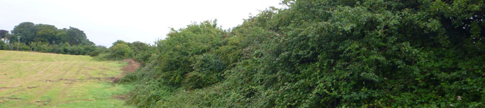 Restrictions on cutting or destruction of vegetation and hedgerows