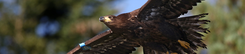 White-tailed eagle in flight