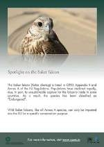 CITES Saker Falcon poster thumbnail image