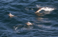 Photo by John Power Emerald Marine Environmental Celtic Sea Herring Acoustic Survey 