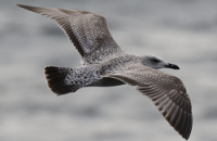 Juvenile Lesser Black-backed gull Celtic Sea Acoustic Herring Survey 2019