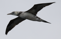 Gannet Western European Shelf Passive Acoustic Survey