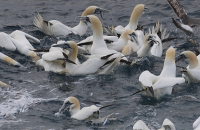 Gannets feeding Western European Shelf Pelagic Acoustic Survey 2021