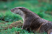 Otter Survey of Ireland 1982