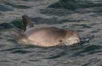 Harbour porpoise by Randal Counihan for NPWS