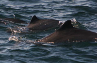 Harbour porpoises photo by Simon Berrow for NPWS