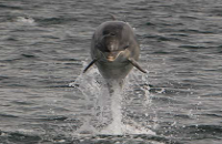 Bottlenose dolphin in Donegal Bay  photo by Simon Berrow for NPWS