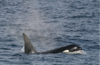 Killer whale photographed during the inshore survey off the southwest coast NPWS