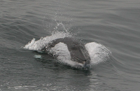 Minke whale riding the stern wave in the Irish Sea. Uncredited for NPWS