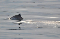 Harbour Porpoise in Rockabill to Dalkey Island SAC 2013  photo Isabel Baker for NPWS