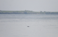 Harbour Porpoise in the Blasket Islands SAC photo Joanne O’Brien for NPWS