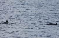 Harbour Porpoise in the Roaringwater Bay and Islands SAC photo by Padraig Whooley for NPWS