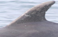 Image of dorsal fin of Bottlenose Dolphin West Connacht Coast SAC survey