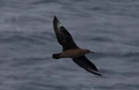 Great Skua Blue Whiting Acoustic Survey 2021