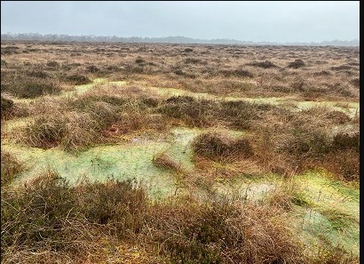 Ballyduff rewetting project