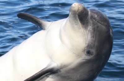 Bottlenose Dolphin by IWDG for NPWS