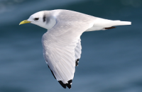 Kittiwake Celtic Sea Acoustic Herring Survey 2020 