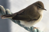 Siberian Chiffchaff Celtic Sea Acoustic Herring Survey 2021