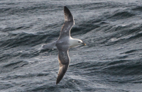 Fulmar Celtic Sea Acoustic Herring Survey 2022