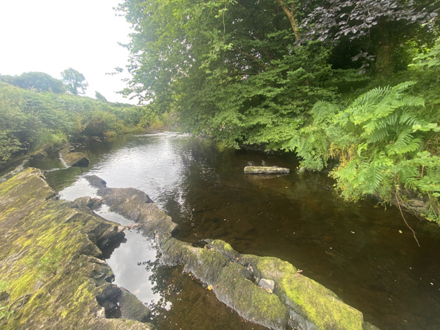 Cherry Laurel by Ashling Fenton of MWP for NPWS