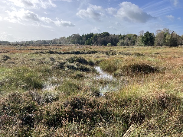 Restoration of Cloncrow bog in Westmeath by Willie Crowley of WSI for NPWS