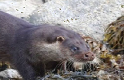 Eurasian Otter by Katie Grice for NPWS