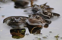 National Frog Survey of Ireland 2010-2011