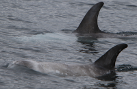 Image of two Risso's dolphins in Roaring Water Bay