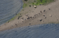 Seals photo for NPWS by Sea Mammal Research Unit University of St. Andrews