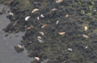 Seals photo for NPWS by Sea Mammal Research Unit University of St. Andrews