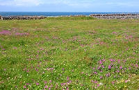 Image of Irish semi-natural grassland scene with wild flowers