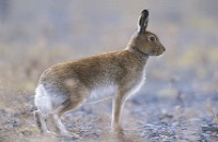 Hare Survey of Ireland 2006/2007