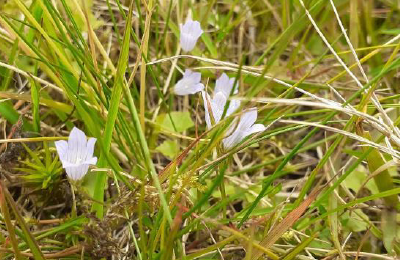 Ivy-leaved bellflower by Woodrow for NPWS