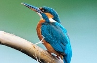 Kingfisher Survey 2010