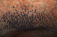 Lesser Horseshoe Bat Data