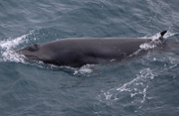 Minke whale photo by Catherine O'Sullivan Emerald Marine Environmental