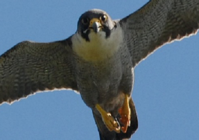 Peregrine Falcon by NPWS