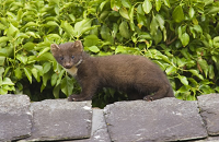 NPWS Pine Marten Database