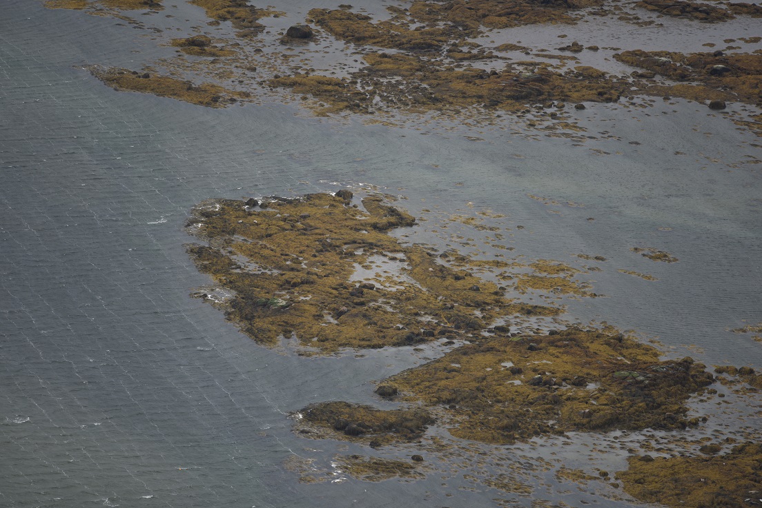 Seals resting on a rock outcrop by Chris Morris of SMRU for NPWS