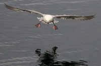 Fulmar Western European Shelf Pelagic Acoustic Survey 2022