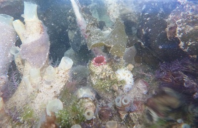 Compass Sea Squirt