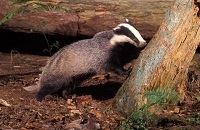  Badger and Habitats Survey of Ireland