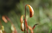 Bryum uglinosum image