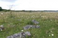 Photo of Calcareous grassland at Lough Corrib